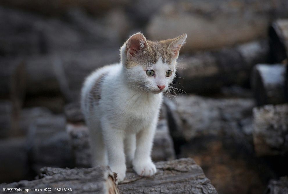 梦到猫咬我是什么原因?揭秘梦境背后的神秘含义